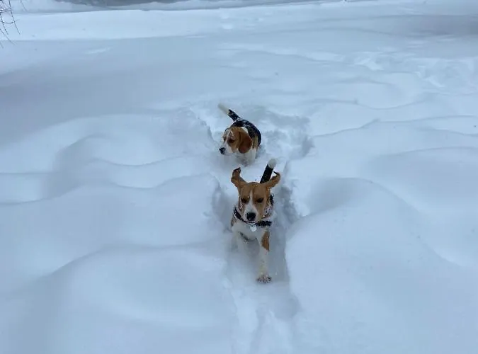 Riederhof 355 * Riederalp